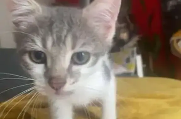 Chat perdu, , photo: Avis: Duo Chatons Perdus, Gravelles