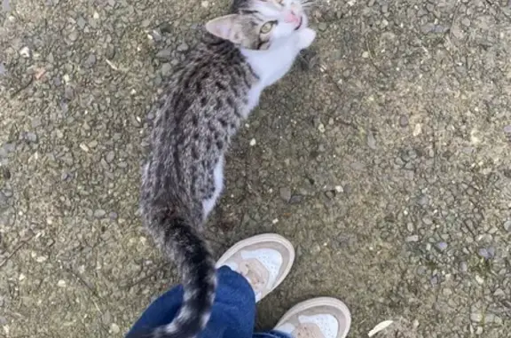 Chat perdu non identifié à Rennes - photo