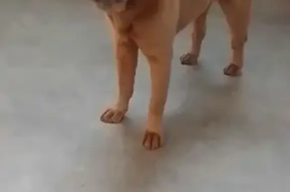 Chien perdu Les Ponts-de-Cé, photo : Alerte: Sharpei Kimbo perdu à Angers