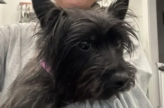 Lost Black Cairn Terrier in Jersey City - Help!