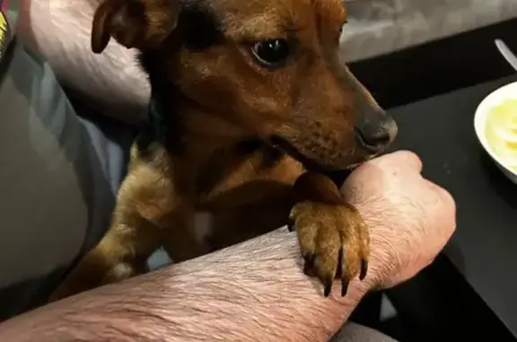 Chiot noir et feu trouvé à Metz - photo