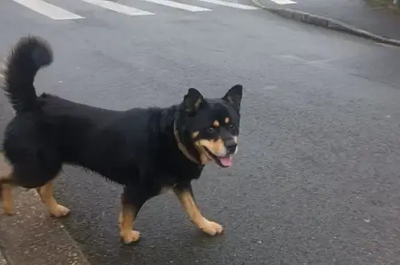 Chien noir et feu trouvé à Angoulême - photo