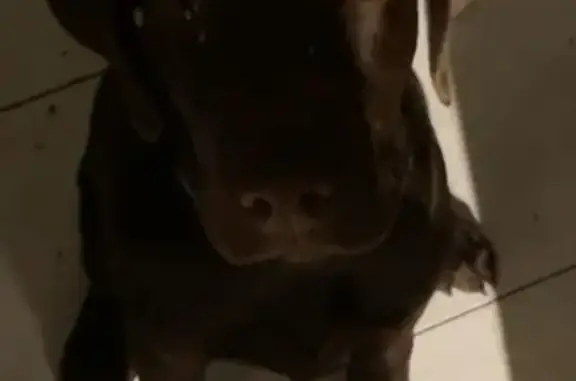 Chien Urus Labrador Perdu - photo