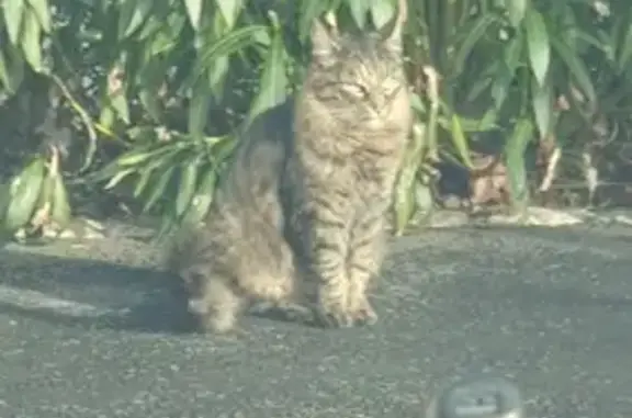 Chat tigré pucé trouvé près de Cubnezais - photo