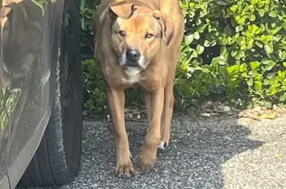 Chien amical trouvé à Beauvallon - photo