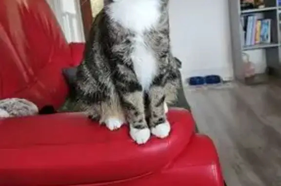 Animaux perdus Péronne, photo: Chatte tigrée/blanche perdue