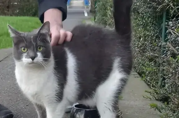 Chat perdu: câlin et stressé à Tourcoing - photo