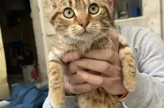 Chaton perdu retrouvé à St-Hippolyte - photo