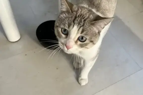 Chat blanc yeux bleus trouvé - photo