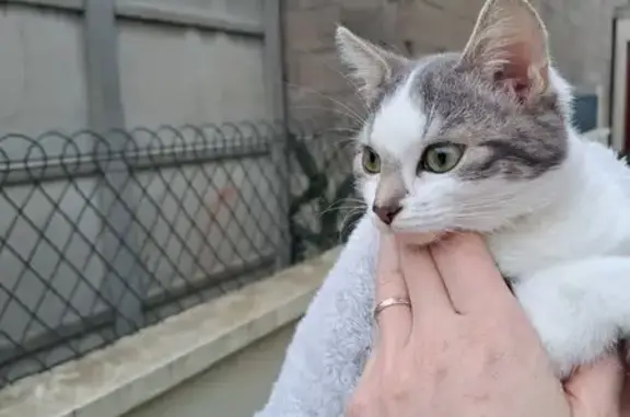 Chaton gris-blanc trouvé à Montluçon - photo