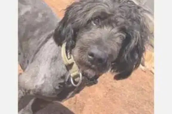 Missing dog , photo: Lost Black Doodle in Zoe, OK - #2705