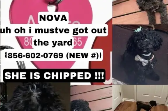 Lost Dog in Camden, NJ - Help Find Her!