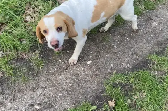 Beagle croisée Lola retrouvée - photo