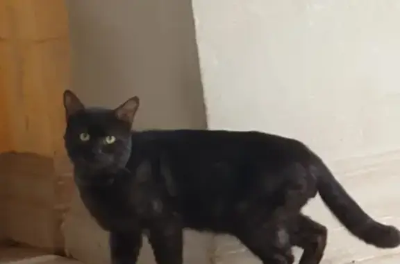 Chat noir perdu à Fréjus - photo