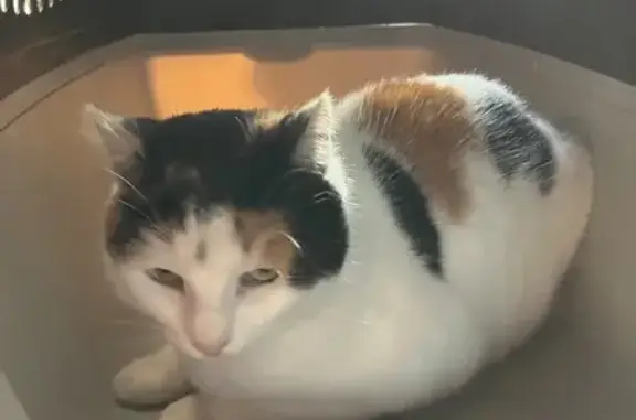 Chat câlin trouvé à Couvains - photo
