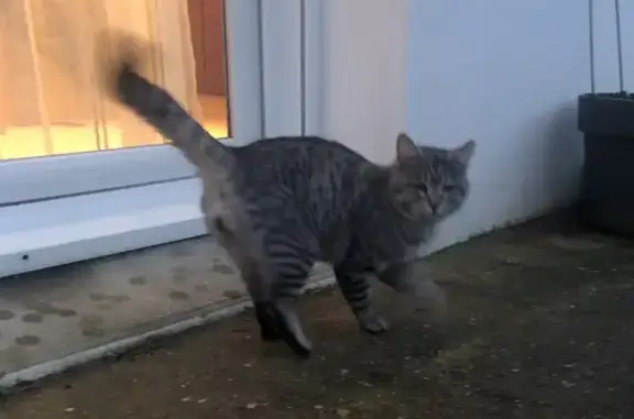 Animaux trouvés Pouldreuzic, photo: Chat mâle docile trouvé