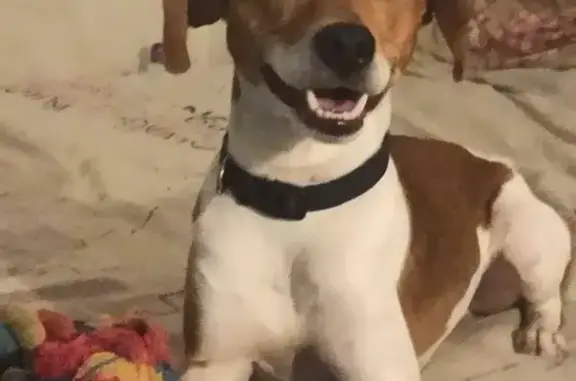 Chien perdu: Jack Russell à Lamballe - photo