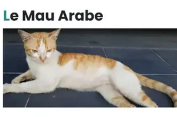 Chat blessé trouvé à Anse - photo