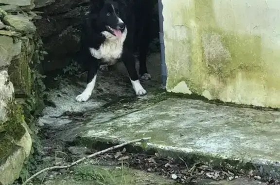 Chien trouvé Lourdes, photo: Border Collie perdu, Lourdes