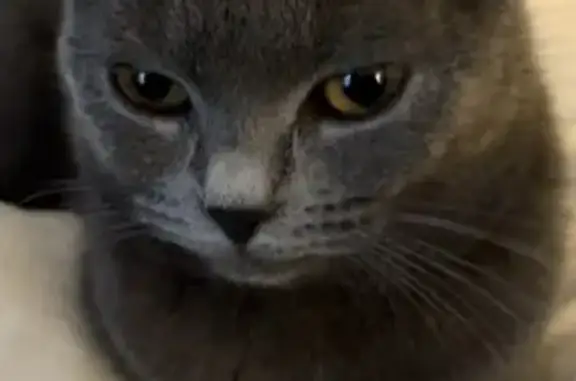 Chat perdu, Rillieux-la-Pape, photo: Chatte Ellie grise perdue