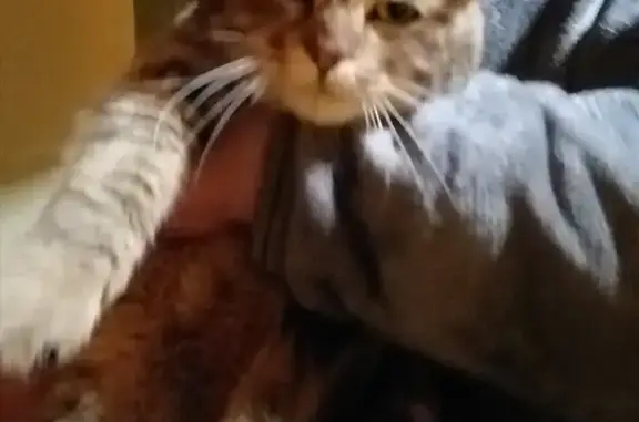 Chat maigre et peureux trouvé - photo