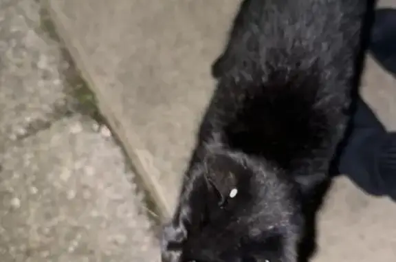 Chat trouvé Le Puy-Notre-Dame, photo: Chaton noir trouvé, affectueux