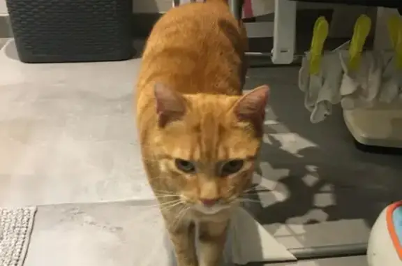 Chatte rousse câline trouvée - photo