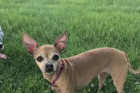 Lost Brown Chihuahua, Purple Collar - Aurora