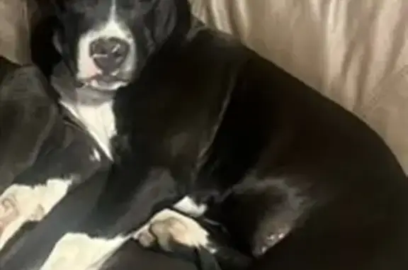 Lost Puppy Alert: Big Paws, Big Heart - Help!