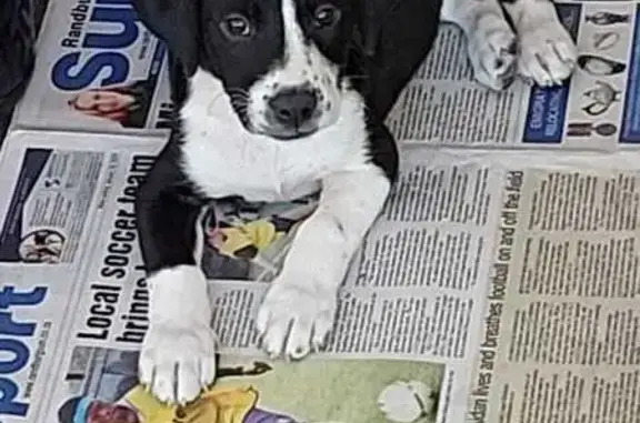 Lost Puppy Alert: Black & White Collie Cross!