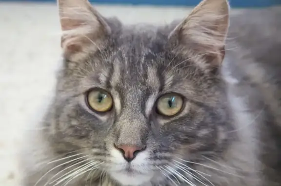 Lost Grey Norwegian Cat in Somerton Park - Help!