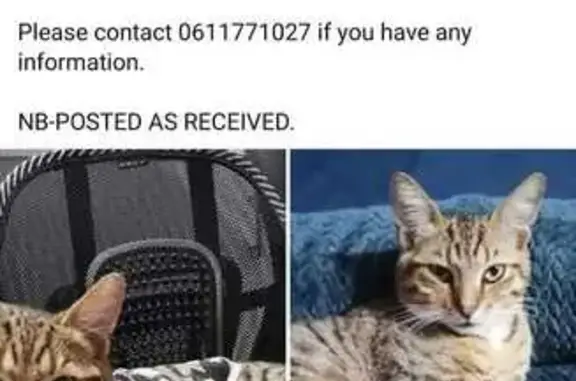 Lost Tabby Cat Pudding in Phoenix - Help!