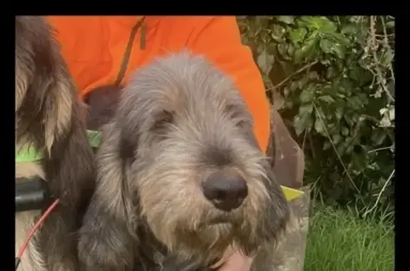 Chien perdu Bourgogne-Franche-Comté, photo : Chien Griffon Perdu à Villiers