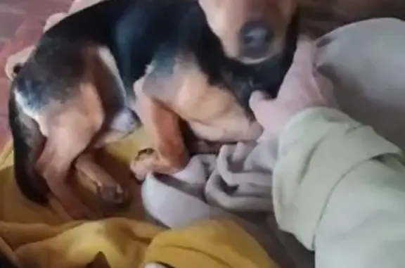 Pinscher perdu sauvé à Anais - photo