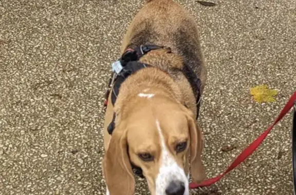 Chien perdu , photo : Beagle perdu, collier orange