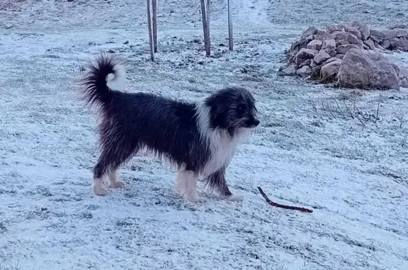 Chien perdu , photo : Avis: Border Collie Lutin perdu