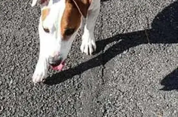 Animaux perdus Mitry-Mory, photo: Jack Russell perdu à Mitry-Mory