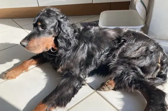 Animaux trouvés Cucuron, photo: Setter Gordon perdu près d'Ansouis