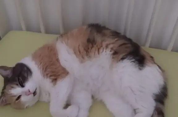 Animaux perdus Montreuil, photo: Chatte tricolore perdue à Montreuil