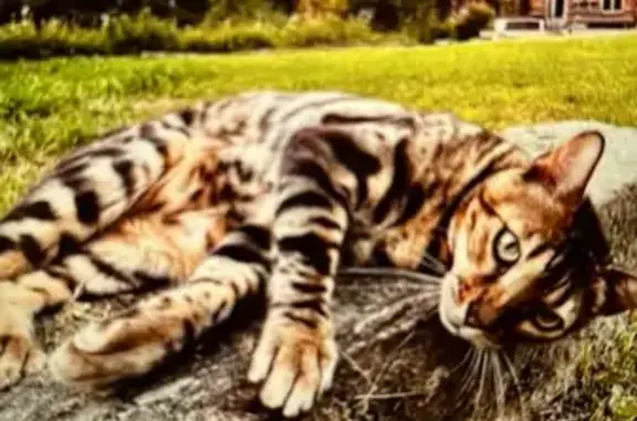 Chat perdu, , photo: Chat Bengal perdu - Fillière