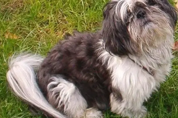 Animaux perdus Châtillon, photo: Shitzu gris/blanc perdu à Chatillon