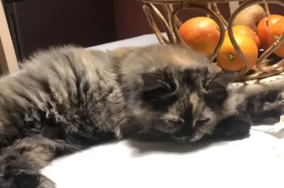 Animaux perdus , photo: Chat Persan Lyly Disparu à Sougy