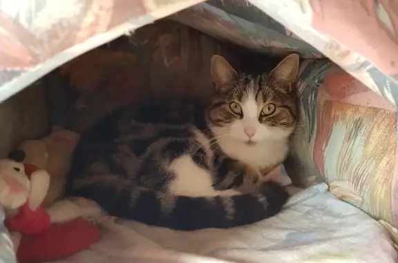 Chat perdu, Perpignan, photo: Chatte tigrée perdue à Perpignan
