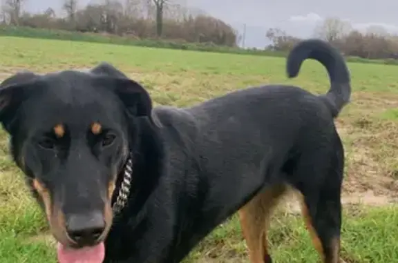 Chien perdu , photo : Chien Beauceron perdu à Gratot