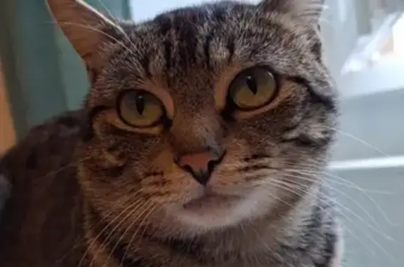 Animaux perdus Millau, photo: Seth, chat tigré perdu à Millau