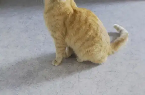 Chat européen jaune trouvé - photo