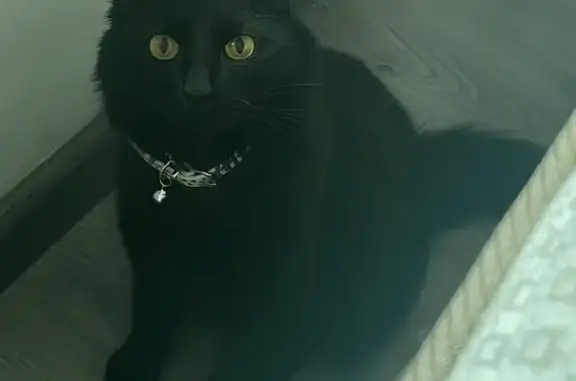 Lost Fluffy Black Cat in Boksburg - Help!