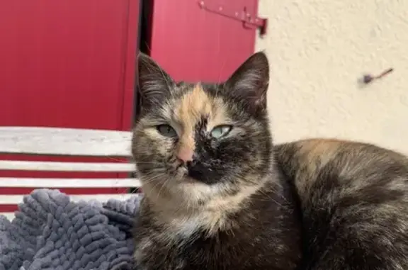 Chaton écaille trouvé à Héricourt - photo