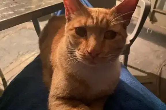 Lost Senior Ginger Tom in Johannesburg!