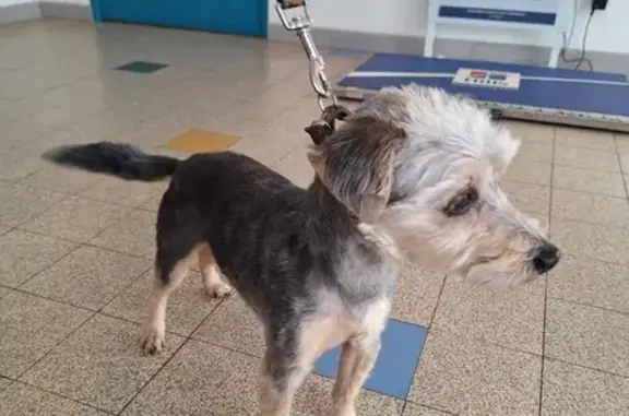 Chien perdu à Douvrin retrouvé - photo